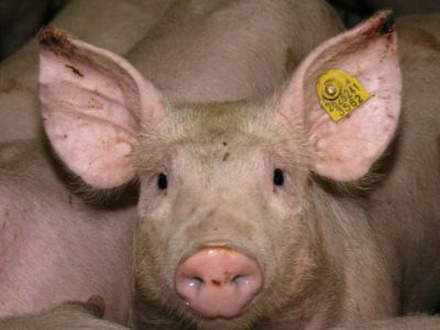 Ear Necrosis Pig