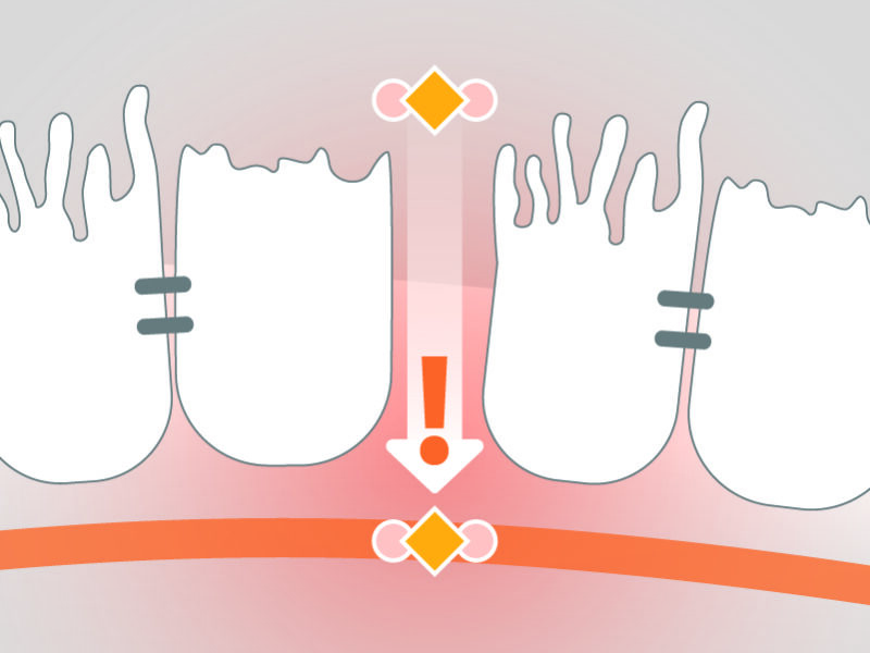 gut permeability leakage of endotoxins