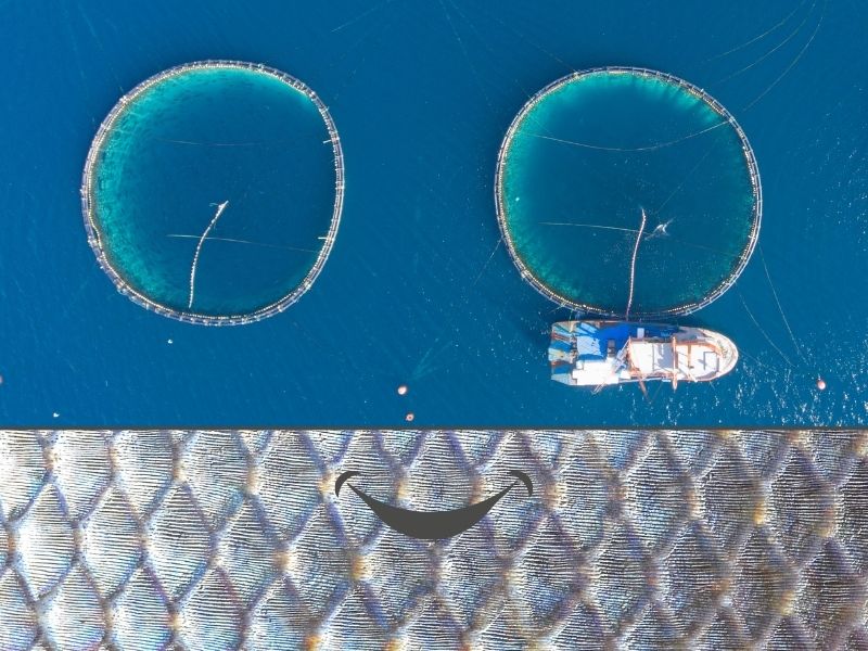 Mouse pads fish_800x600px