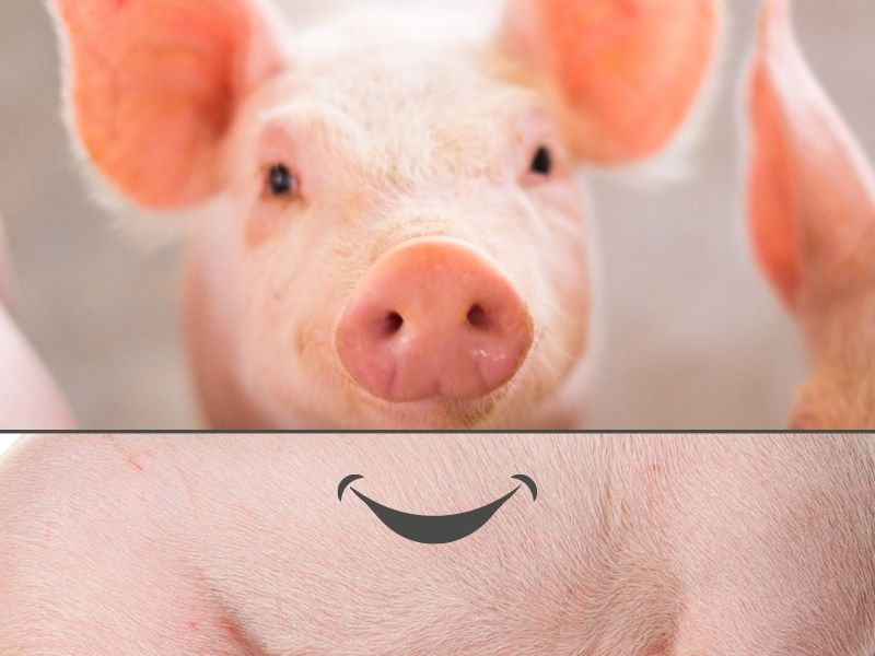 Mouse pads pigs_800x600px